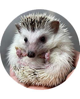 移動動物園